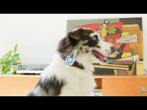 Pet GPS Finder + app TUYA